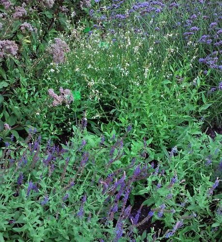 Szałwia omszona,salvia nemorosa
